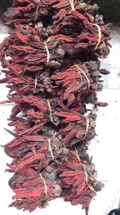 回春草