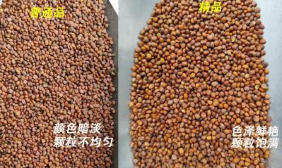 莱菔子