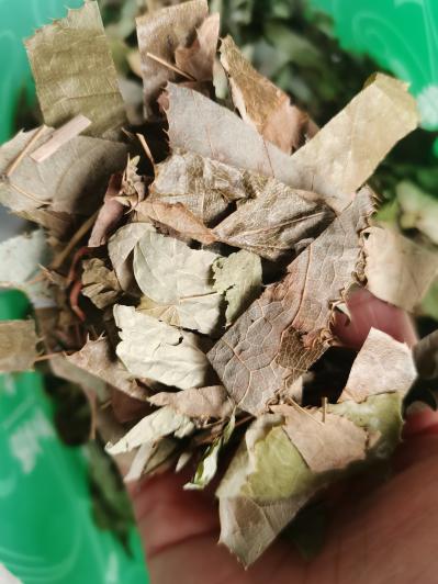 洋火叶功效作用有哪些？洋火叶批发价格是多少？哪里的洋火叶药效好