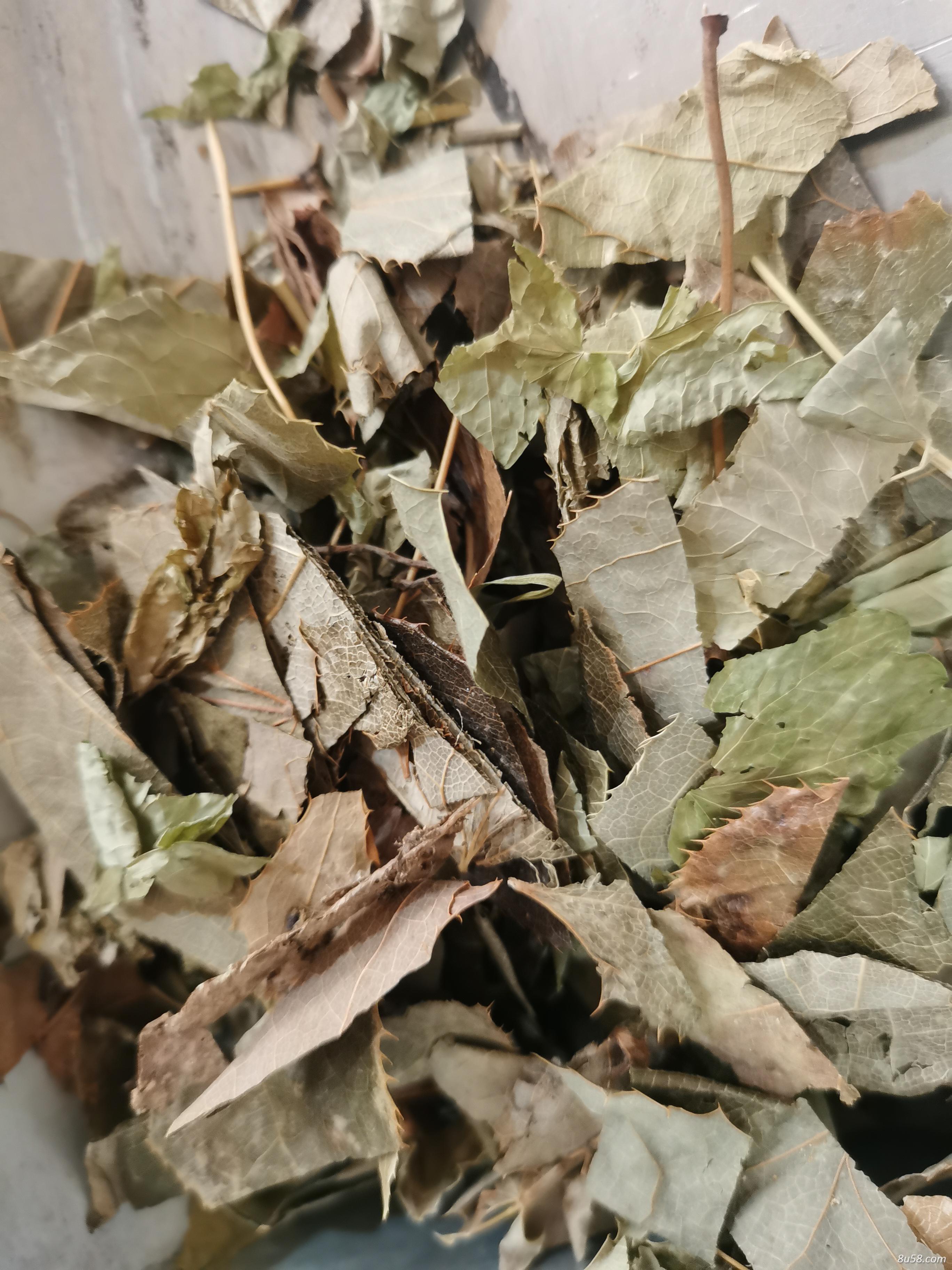 我想买正宗的洋火叶 洋火叶图片 洋火叶产地 产地直销洋火叶