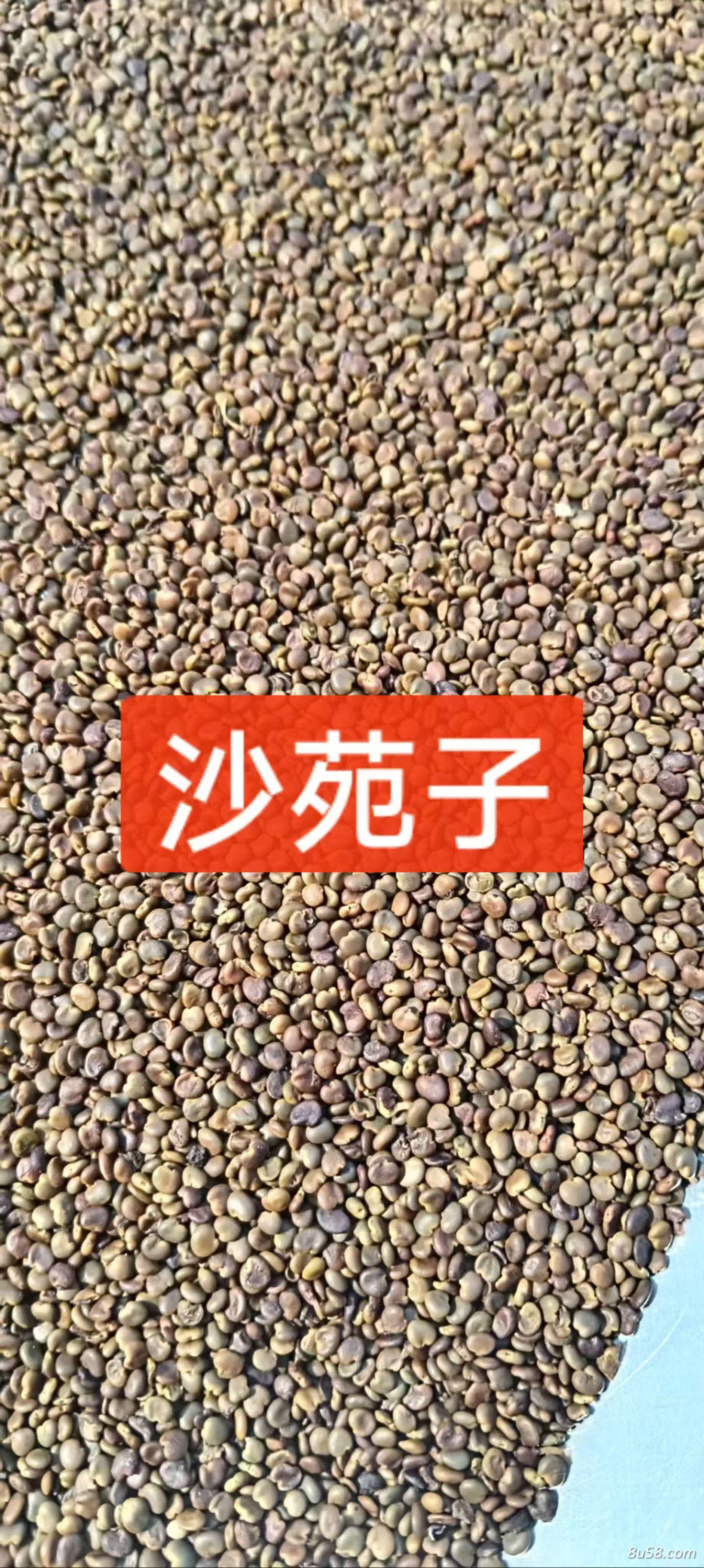 沙苑子
