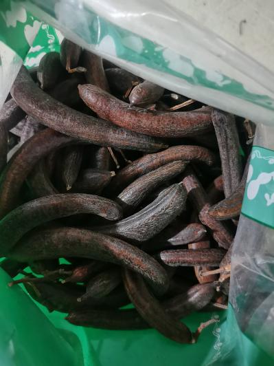 安国中药大全出售药材猪牙皂 猪牙皂现在多少钱 去哪里能买到好的猪牙皂
