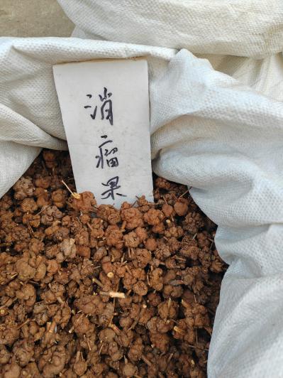 消瘤果