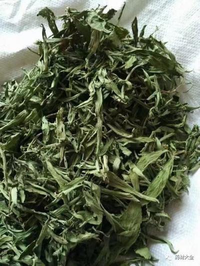 甜叶菊