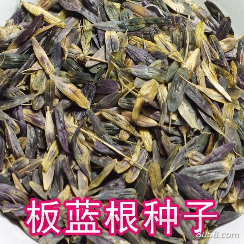 板蓝根籽