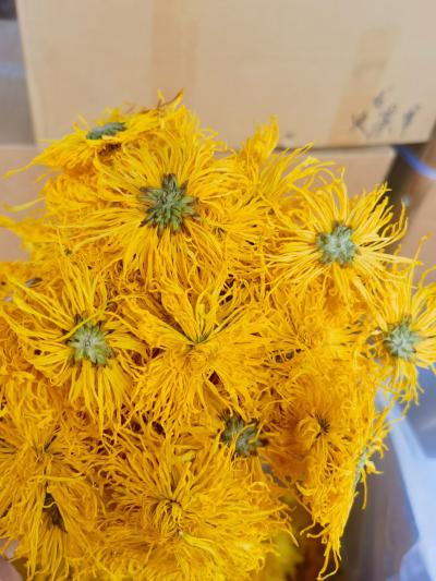 金丝皇菊
