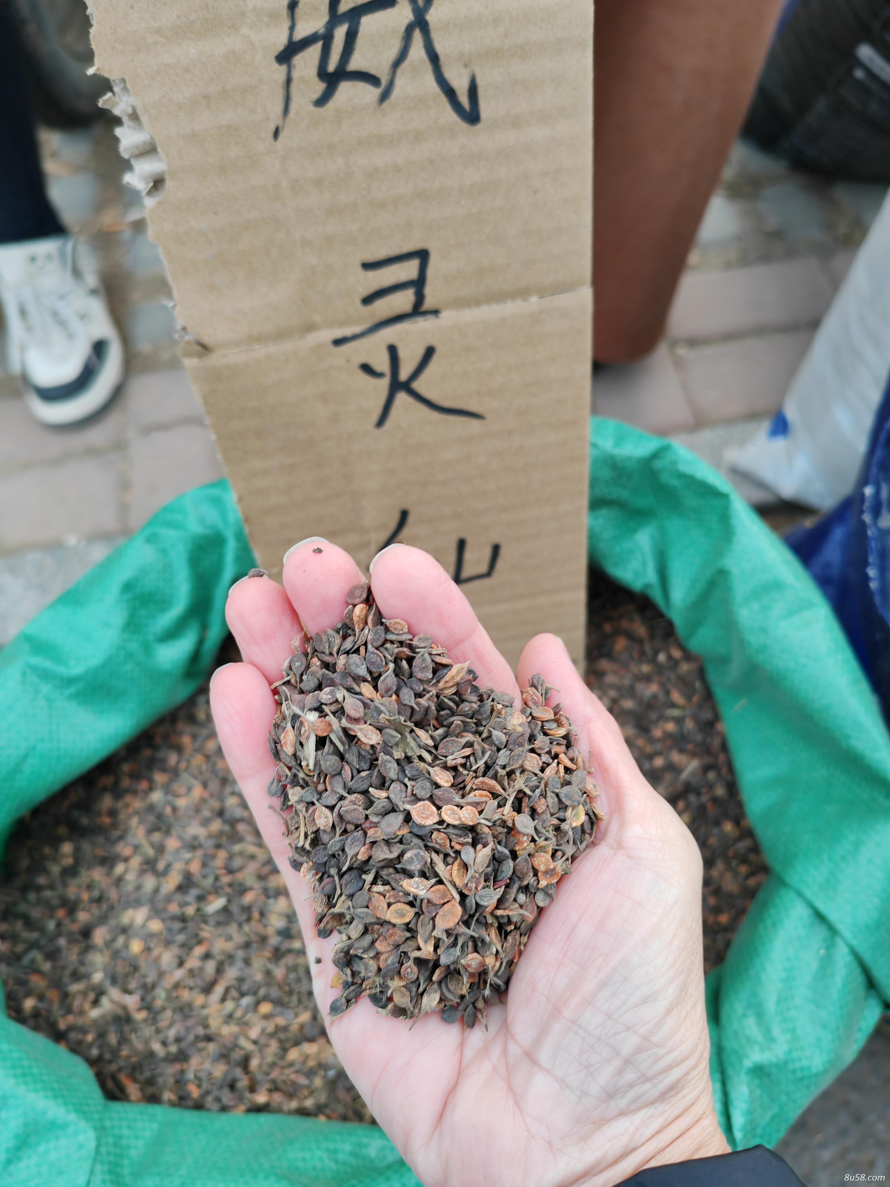 威灵仙籽