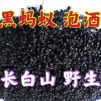 黑蚂蚁