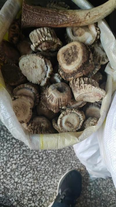 鹿角帽一斤多少钱？梅花鹿角帽是什么样的？什么样的鹿角帽是好的
