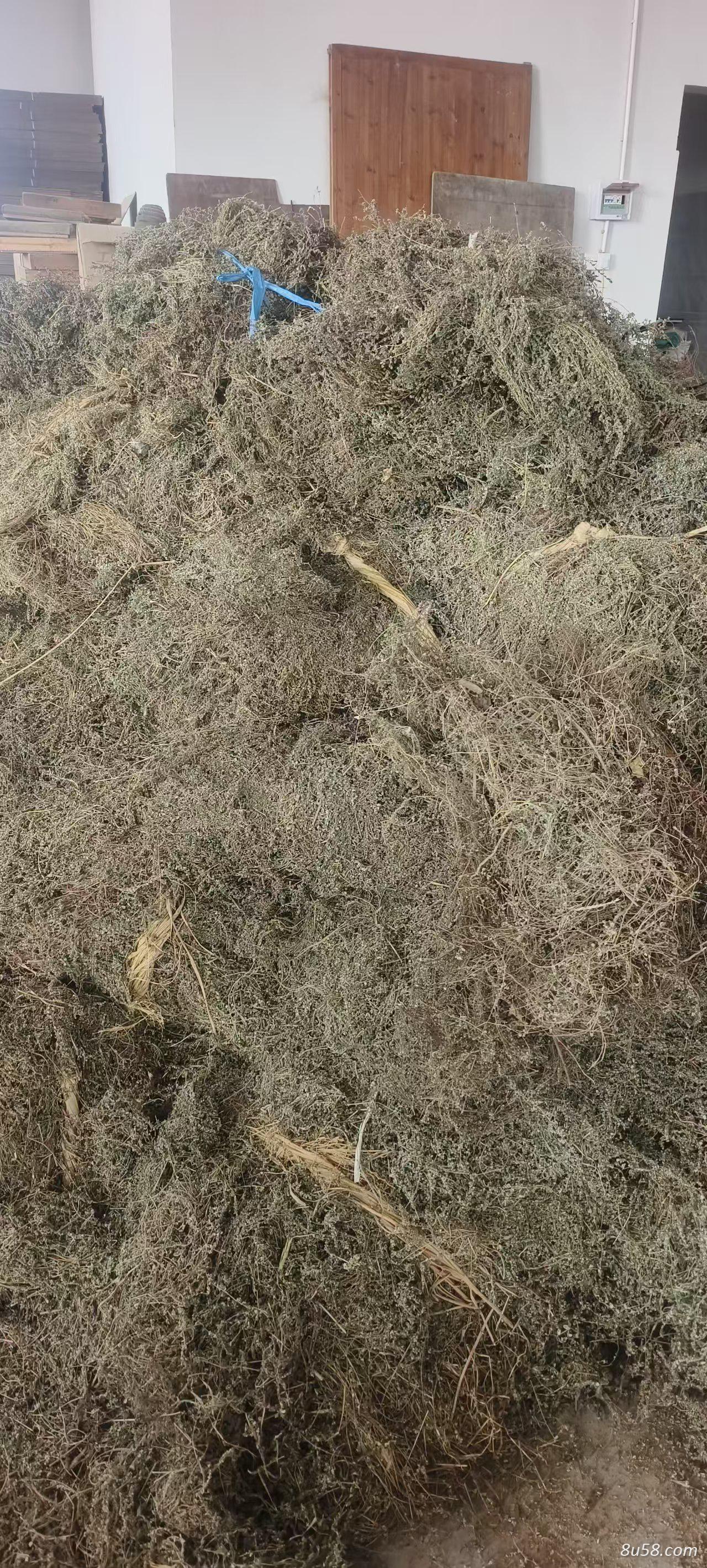 浙江软苗地锦草低价出售