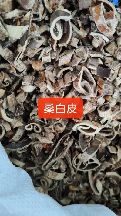 桑白皮