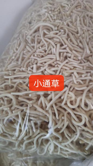 小通草