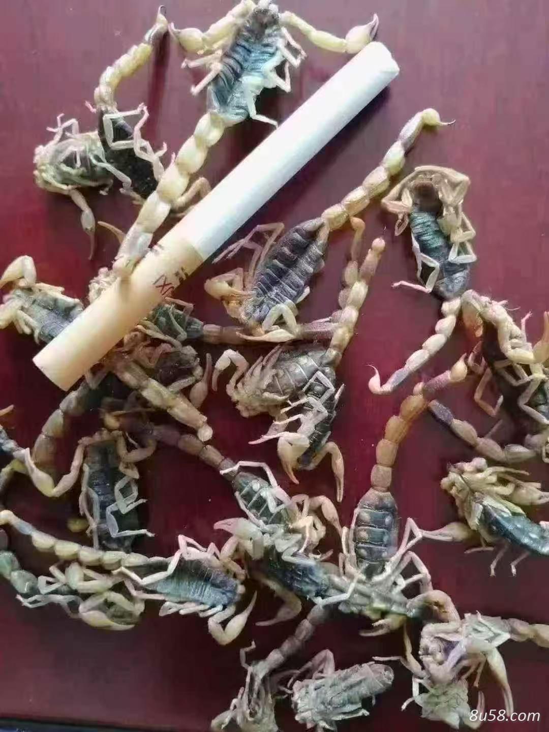 蝎子