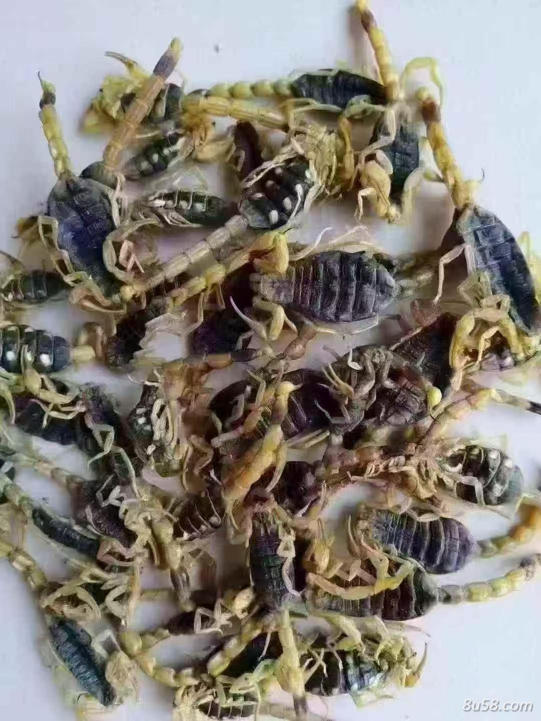 蝎子