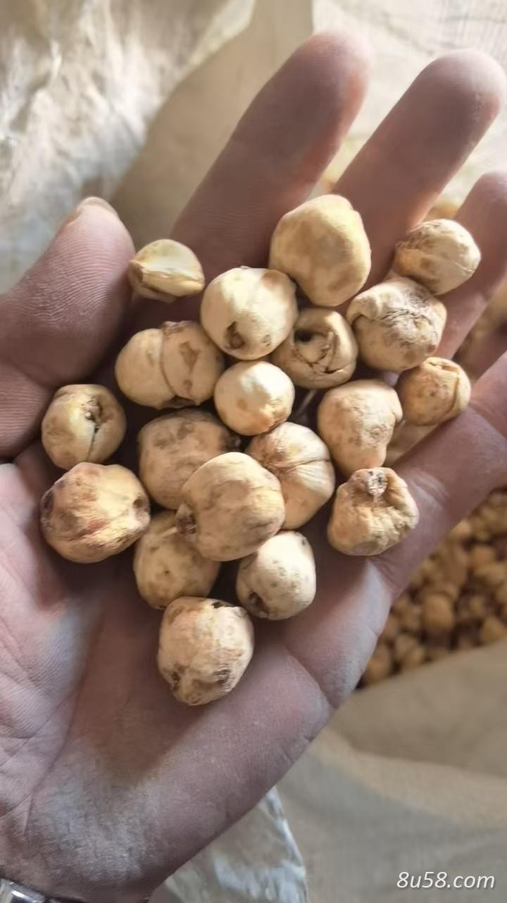 新疆小颗粒贝母各种规格