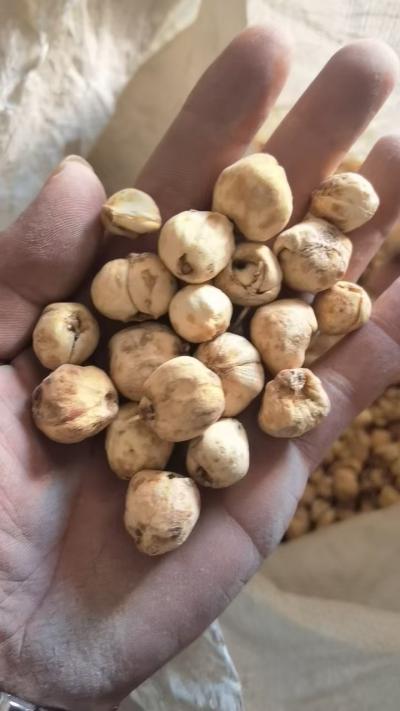 新疆小颗粒贝母各种规格