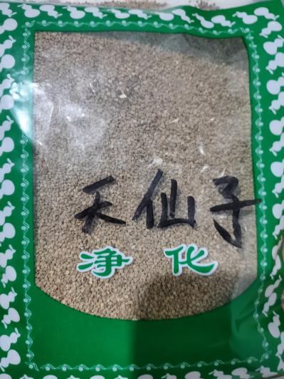买天仙子哪里有？天仙子多少钱一斤？产地直销天仙子