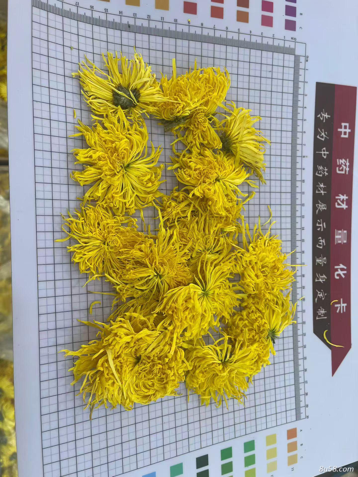 金丝皇菊