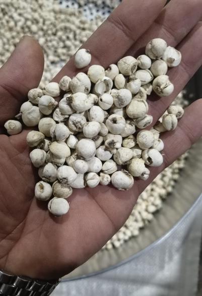 精选小颗粒贝母各种规格