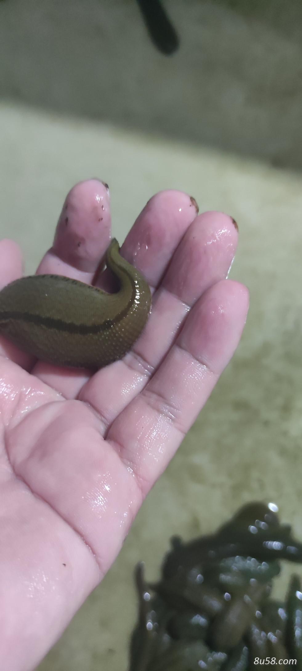 菲牛水蛭