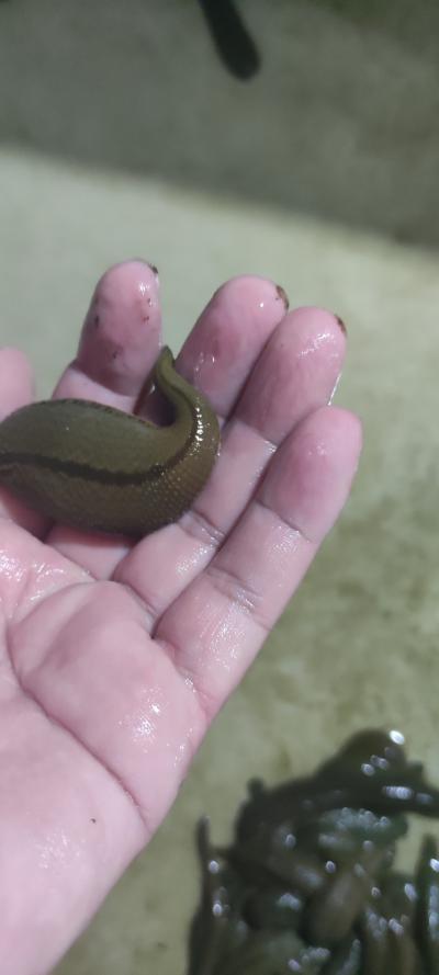 菲牛水蛭