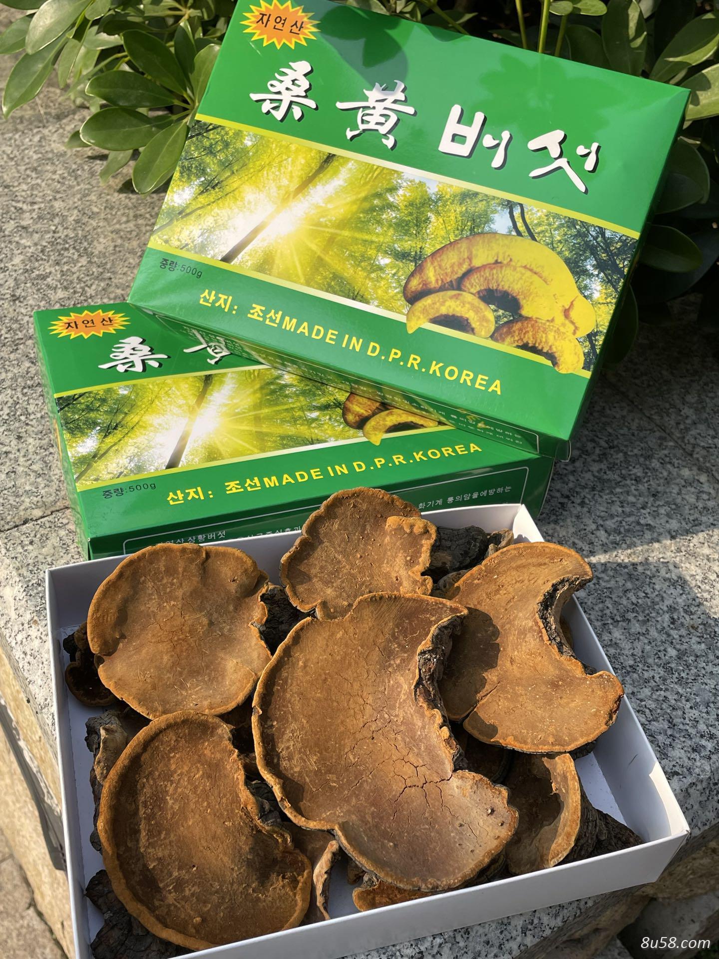 桑黄
