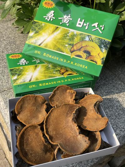桑黄