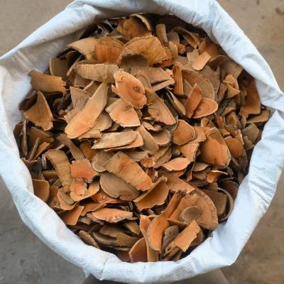 荔枝根片