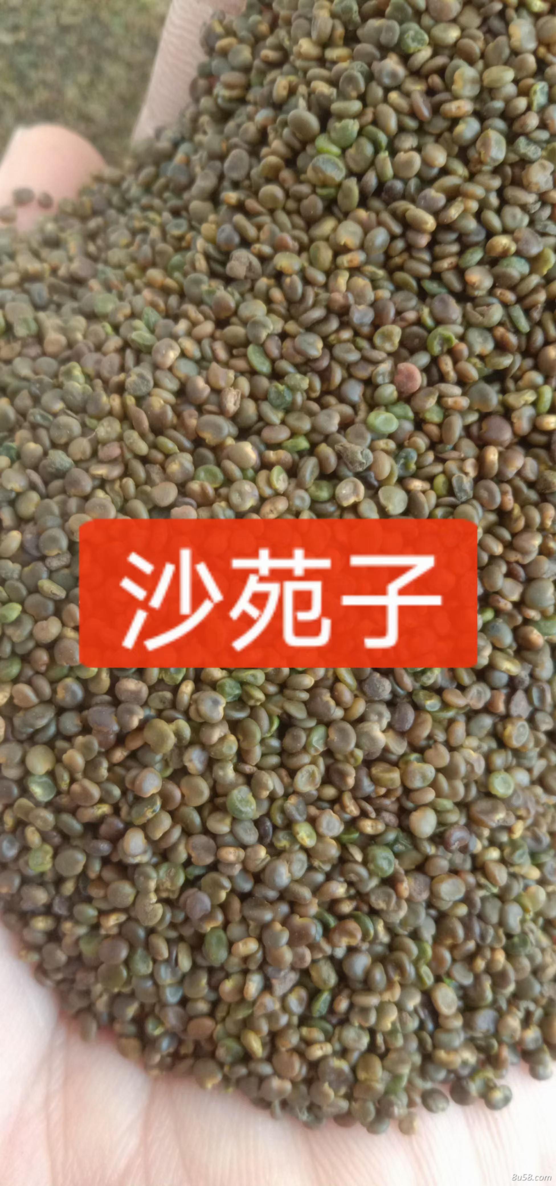 沙苑子