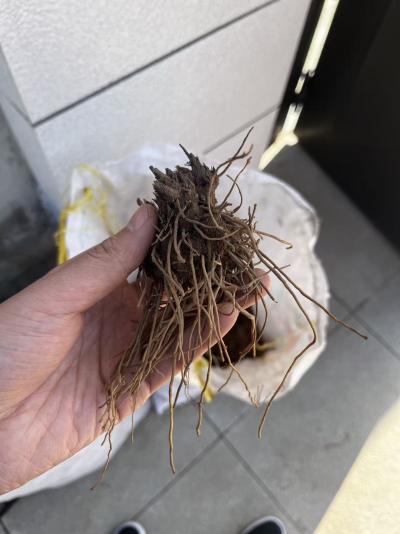 北苍术苗苍术种苗朱砂点易成活承德