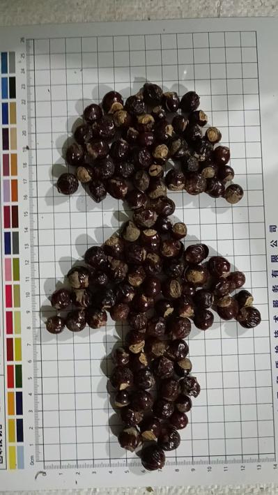 荔枝核