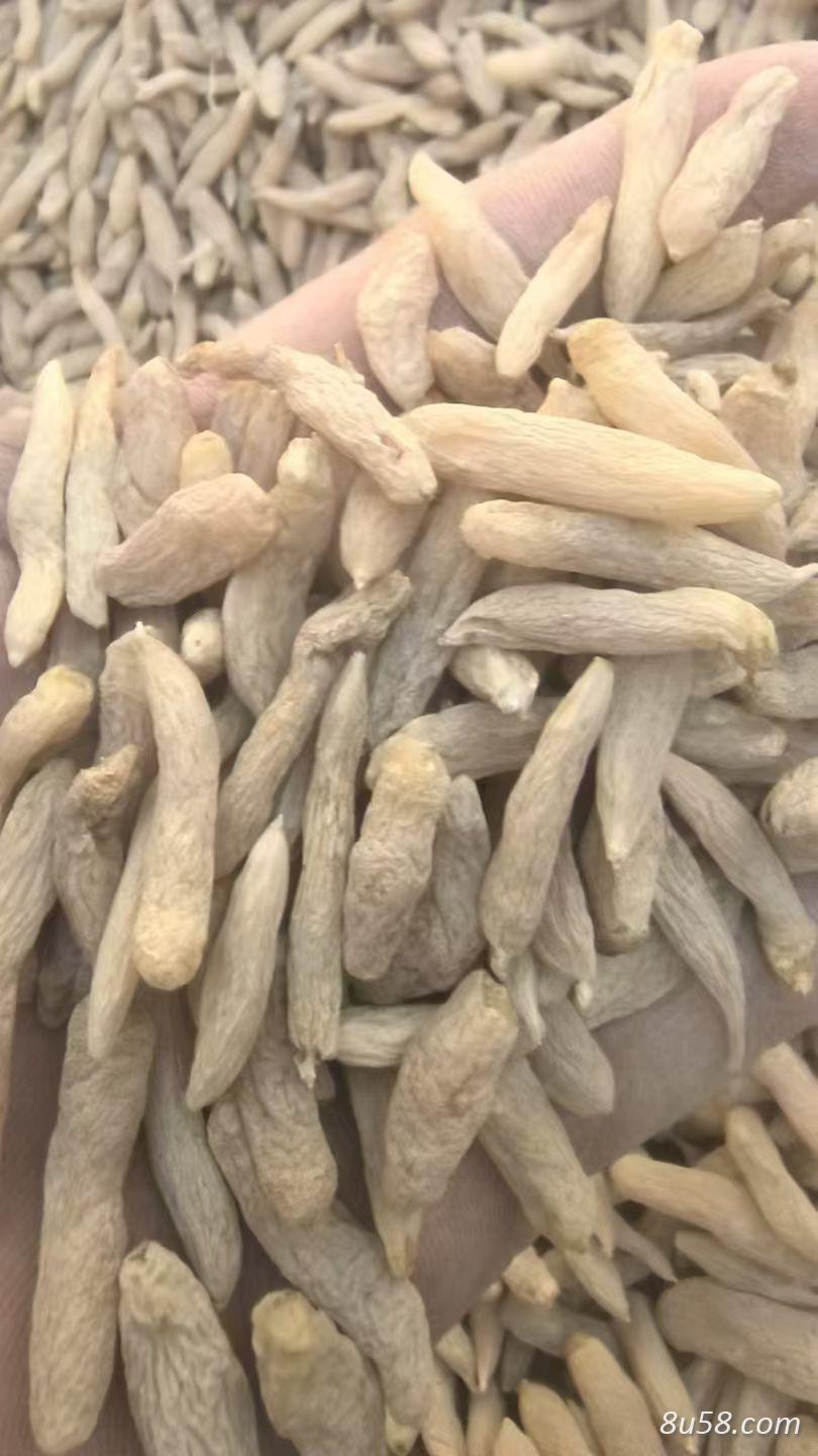 麦冬