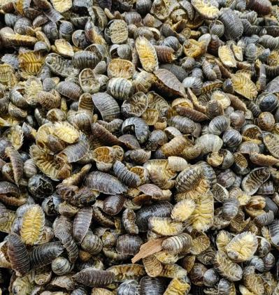 鼠妇虫是野生的吗？鼠妇虫是药材吗？鼠妇虫的功效与作用是什么？ ‌