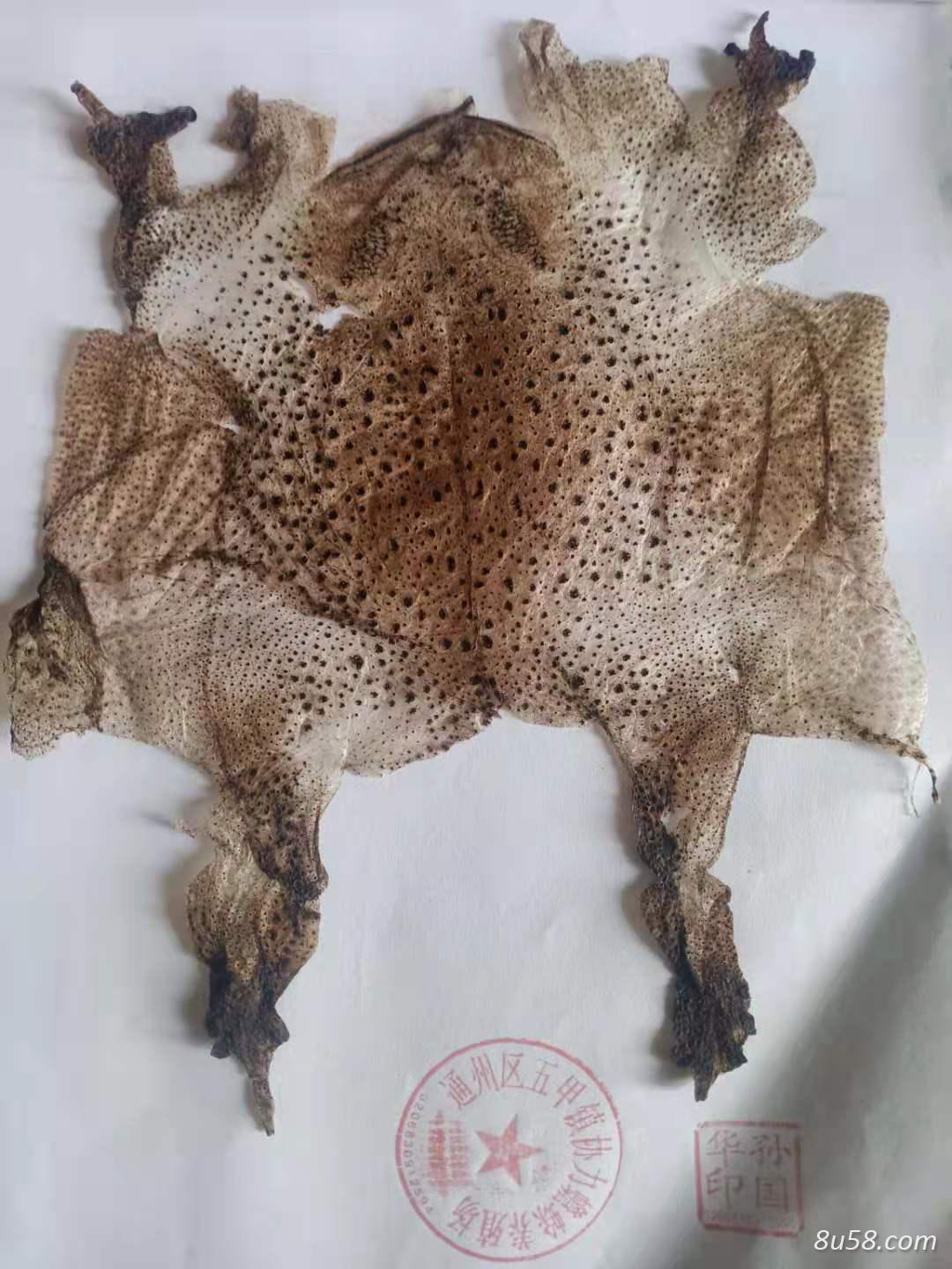蟾衣别名蟾蜍衣,癞蛤蟆衣,蛤蟆衣,蟾蜍壳,蟾蜕,蟾壳, 癞蛤蟆壳价格