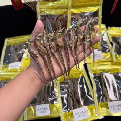 海马分几种？市场上常用的有哪些？