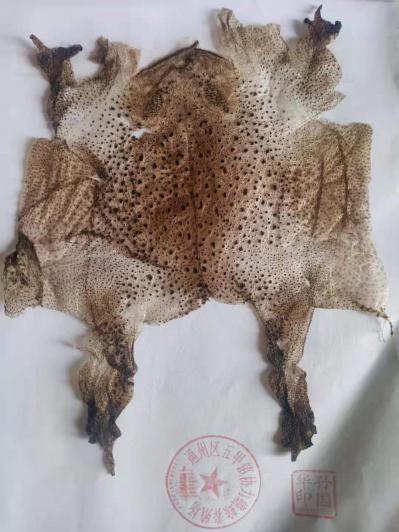 蟾皮哪旮旮有卖的？孙国华