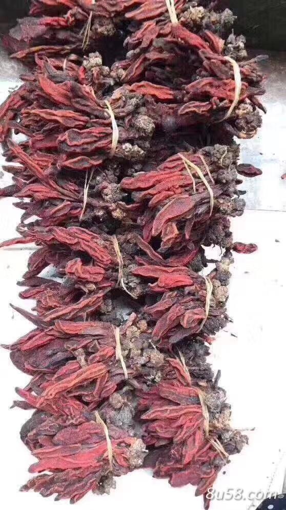 回春草