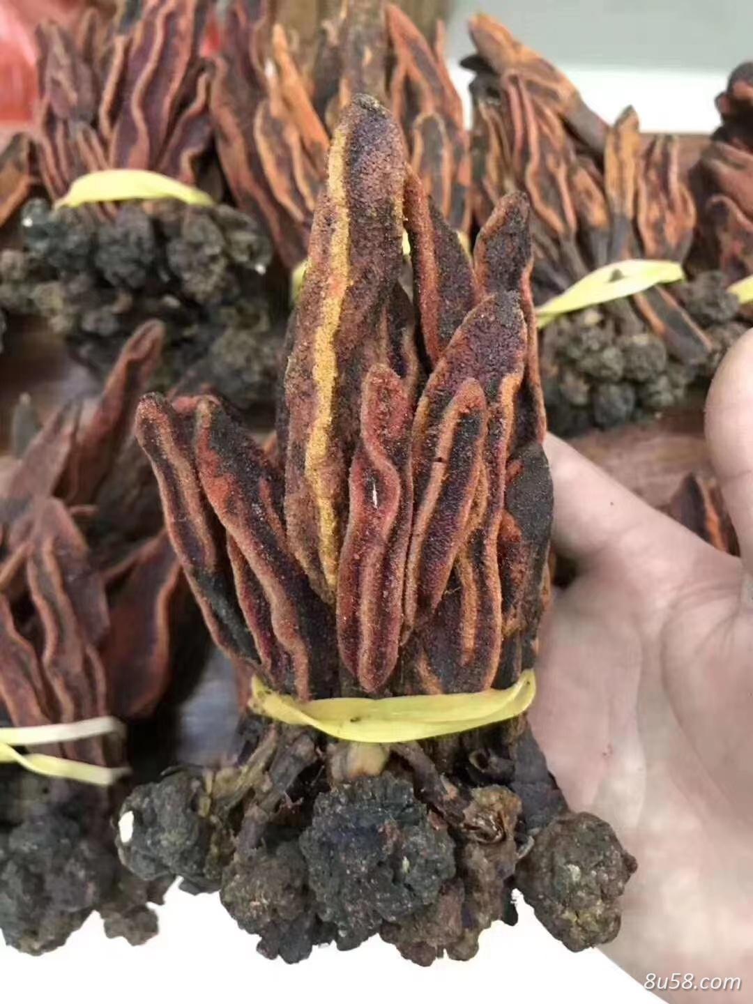 回春草