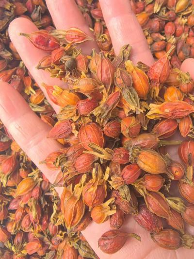 栀子可以泡水喝吗？栀子是不是药食两用中药材？栀子的功效与作用是什么？ ‌