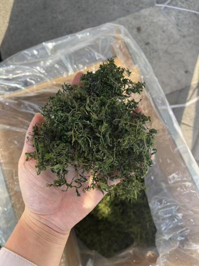 酸枣仁芽是酸枣仁书上的叶还是根？酸枣仁芽泡水喝适合哪些人群？酸枣仁芽的功效与作用是什么？ ‌
