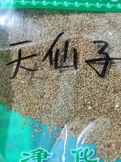 我想买天仙子哪里有？天仙子多少钱？天仙子是中药材吗