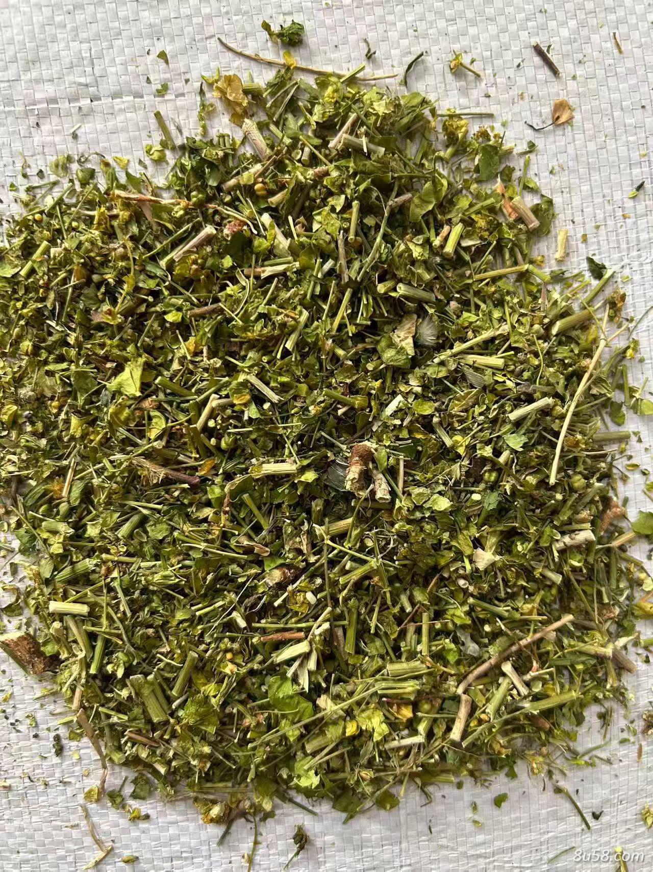 猫眼草产地是哪里？猫眼草的功效与作用是什么？猫眼草是不是冷背药材？