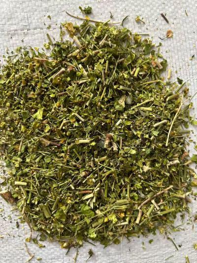 猫眼草产地是哪里？猫眼草的功效与作用是什么？猫眼草是不是冷背药材？